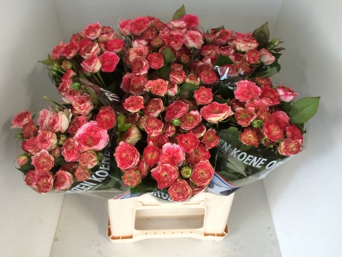 <h4>R Tr Sweet Stars Opstal</h4>