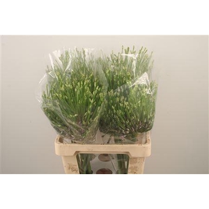 Allium Schubertii