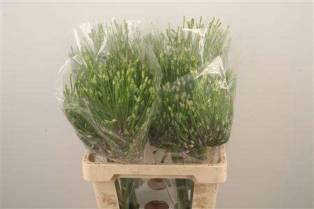 <h4>Allium Schubertii</h4>