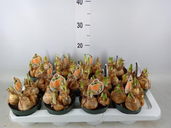 <h4>Narcissus   ...</h4>