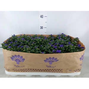 Aster n-b 'Showmakers Blue Bayou'