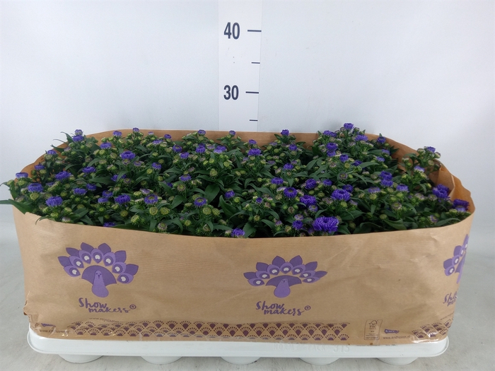 <h4>Aster n-b 'Showmakers Blue Bayou'</h4>
