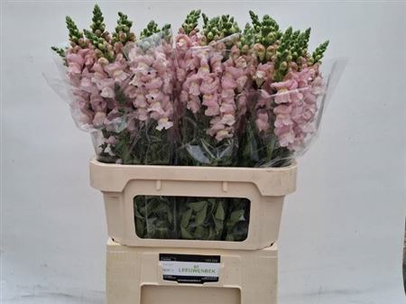 <h4>Antir Antibes Pink</h4>