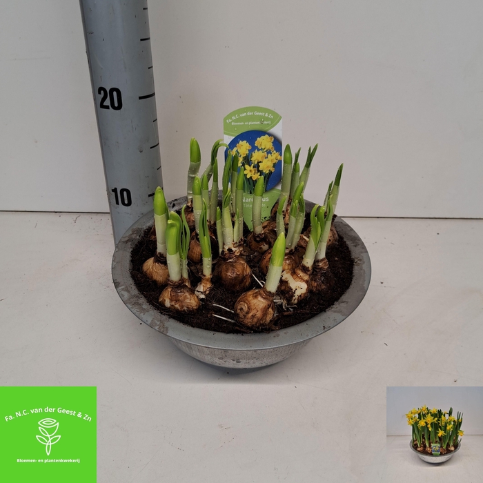 <h4>NARC O TETE A TETE</h4>