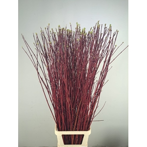 CORNUS ALBA SIBIRICA