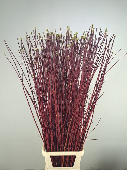 <h4>CORNUS ALBA SIBIRICA</h4>
