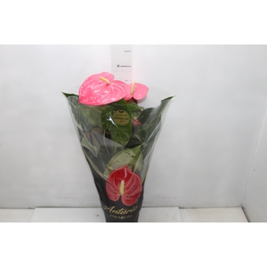 ANTHURIUM CALIFORNIA P17 ROSA PREMIUM