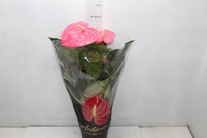 <h4>ANTHURIUM CALIFORNIA P17 ROSA PREMIUM</h4>