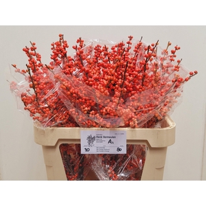 ILEX VE OUDIJ ORANGE