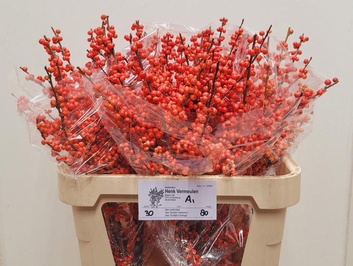 <h4>ILEX VE OUDIJ ORANGE</h4>
