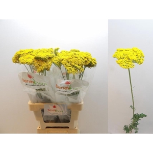 ACHIL F PARK VARIETY