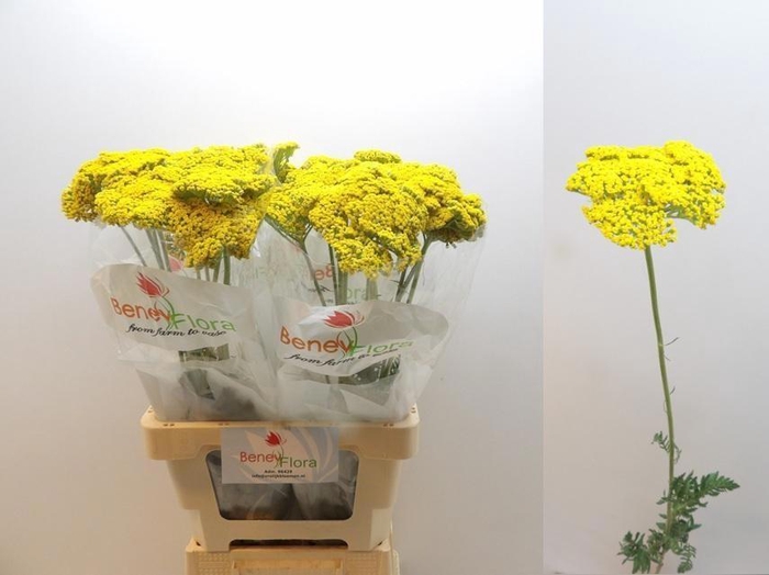 <h4>ACHIL F PARK VARIETY</h4>