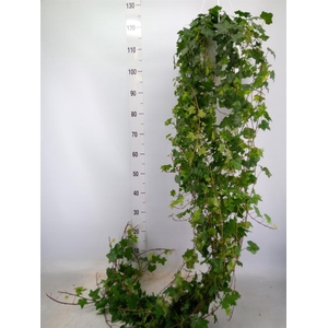 Hedera helix 'Pittsburgh'