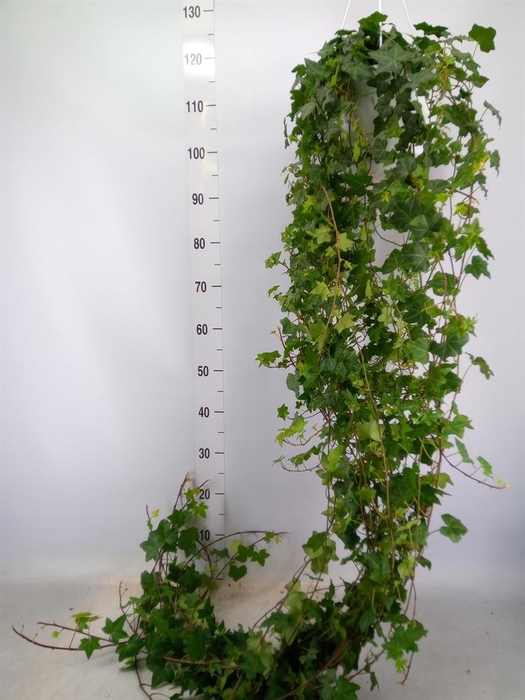 <h4>Hedera helix 'Pittsburgh'</h4>