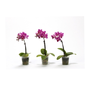 Phal Tiny Dolls Paars 1T7+ zonder Aqu@