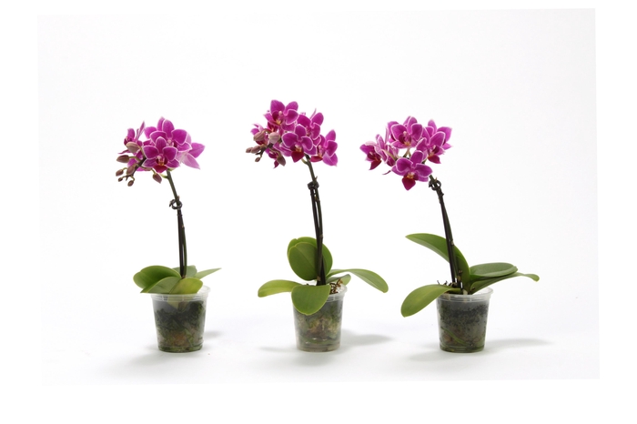 <h4>Phal Tiny Dolls Paars 1T7+ zonder Aqu@</h4>