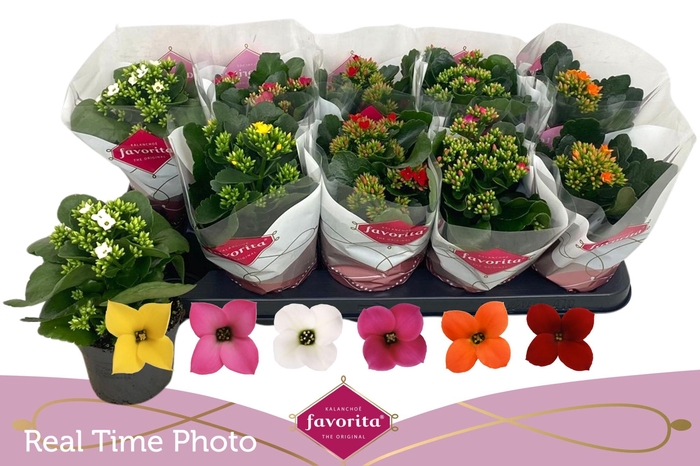 <h4>KAL EN GEM 6 KL</h4>