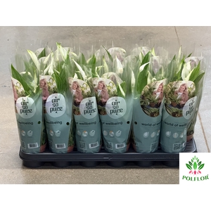 Spathiphyllum Pearl Cupido 9Ø 30cm 3fl