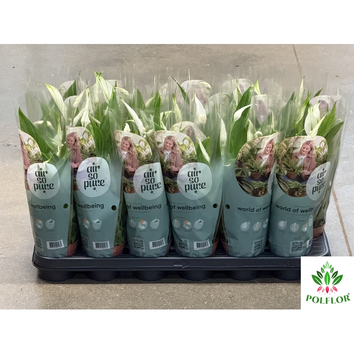 <h4>Spathiphyllum Pearl Cupido 9Ø 30cm 3fl</h4>