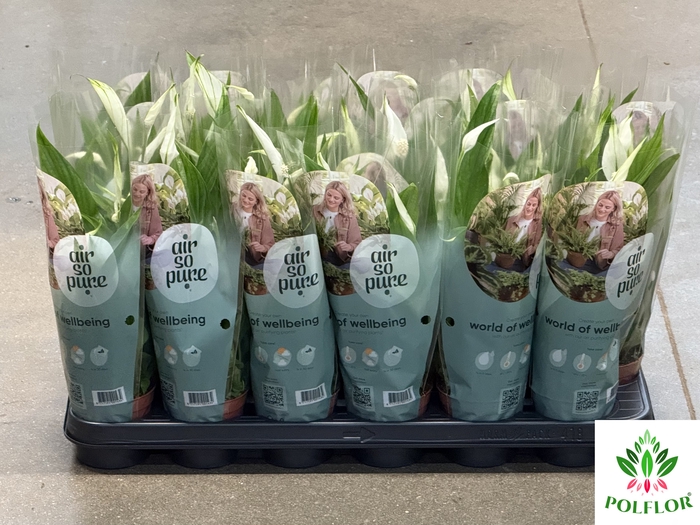 Spathiphyllum Pearl Cupido 9Ø 30cm 3fl