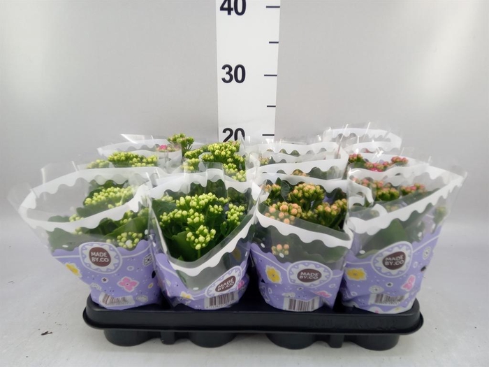 <h4>Kalanchoe blos.   ..rosebud mix  5</h4>