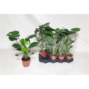 arr8 Monstera Deliciosa