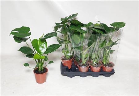 <h4>arr8 Monstera Deliciosa</h4>