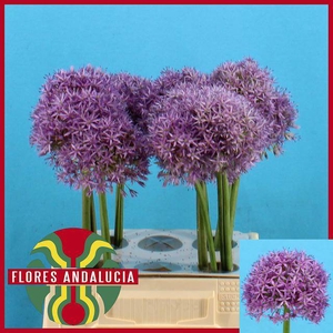 ALLIUM GLOBEMASTER