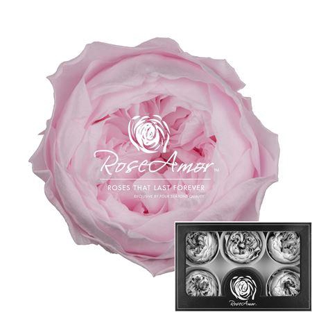 <h4>Niki Xl Pin99</h4>