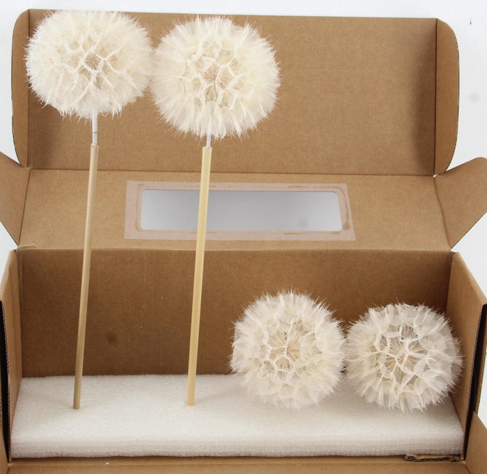 <h4>PF Dandelion Bleached XXXL</h4>