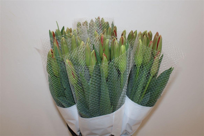 <h4>Tu Fr En Red Novelies</h4>