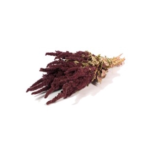 .Amaranthus nat.red