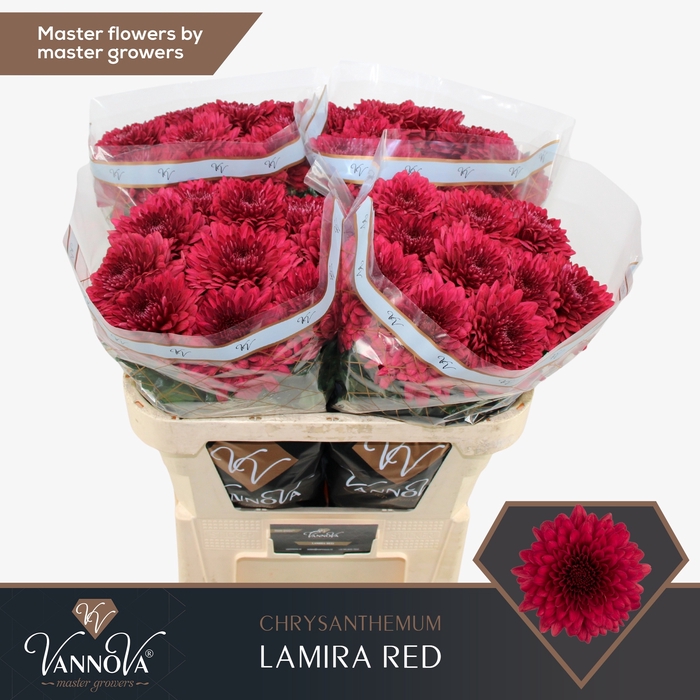 <h4>Chr G Lamira Red</h4>