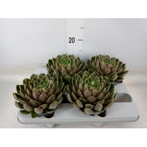 Echeveria   ...not flowering