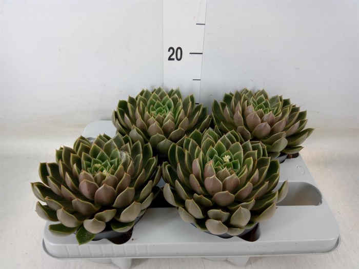 <h4>Echeveria ...not flowering</h4>