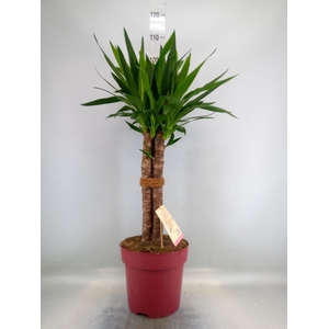 Yucca elephantipes   ...