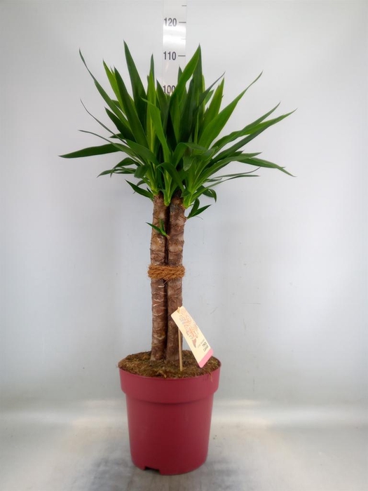 <h4>Yucca elephantipes   ...</h4>