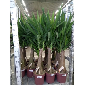 Yucca elephantipes   ...