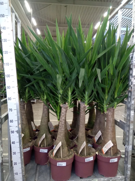 <h4>Yucca elephantipes   ...</h4>