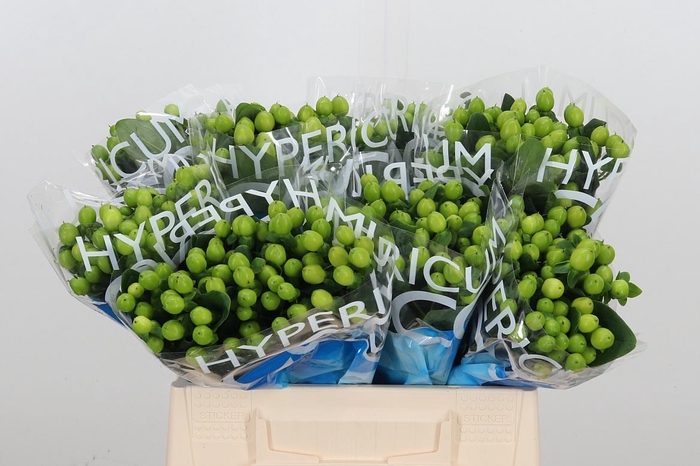 <h4>Hyp Coco Bamboo</h4>