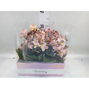 Phalaenopsis multi.   ...orange