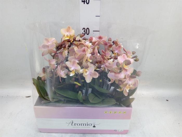 <h4>Phalaenopsis multi.   ...orange</h4>