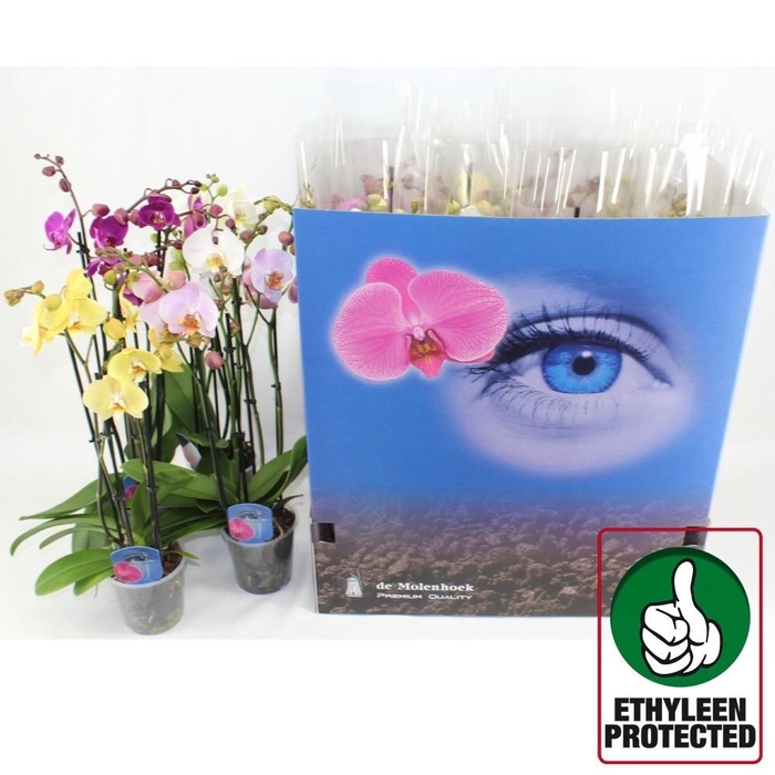 <h4>PHAL GEM 6 KL</h4>