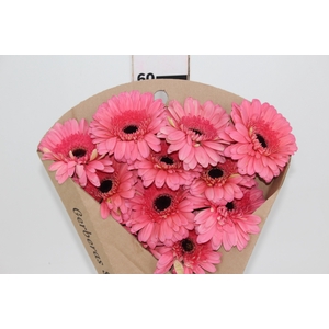 GERBERA PINK LAKE < 050 CM > 10 CM