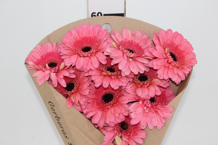 <h4>GERBERA PINK LAKE < 050 CM > 10 CM</h4>