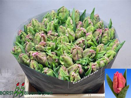 <h4>Tu Pa Marvel Parrot</h4>