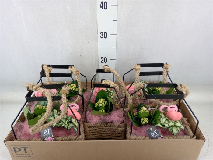 <h4>Arr.   Planten L%</h4>