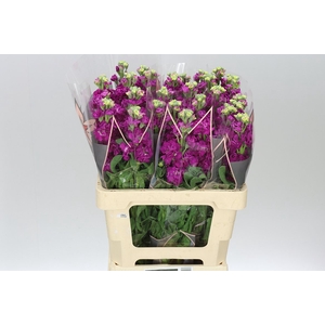 Matthiola Red It. Imp