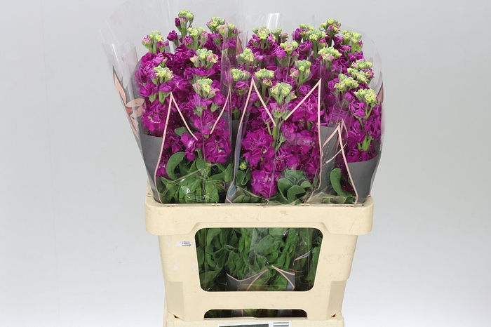 <h4>Matthiola Red It. Imp</h4>