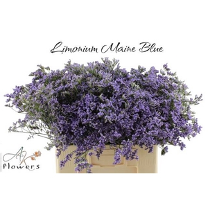 LIM MAINE BLUE